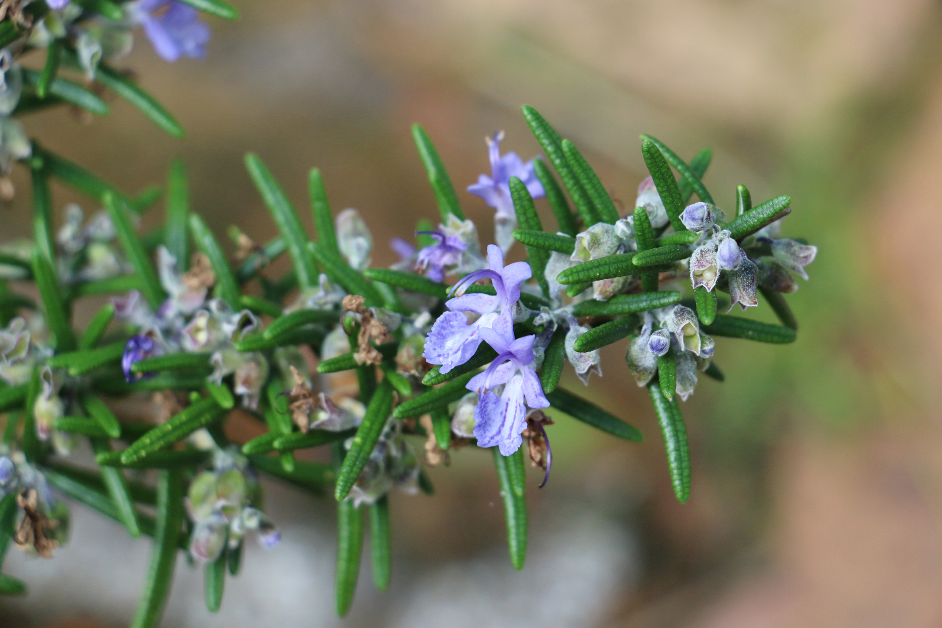 Rosmarinus officinalis
